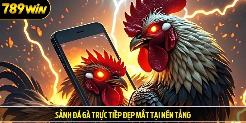 Sảnh đá gà trực tiếp đẹp mắt tại nền tảng