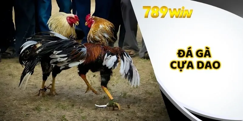 Đá Gà Cựa Dao 789Win - Sân Chơi Gay Cấn Nhất T8/2025